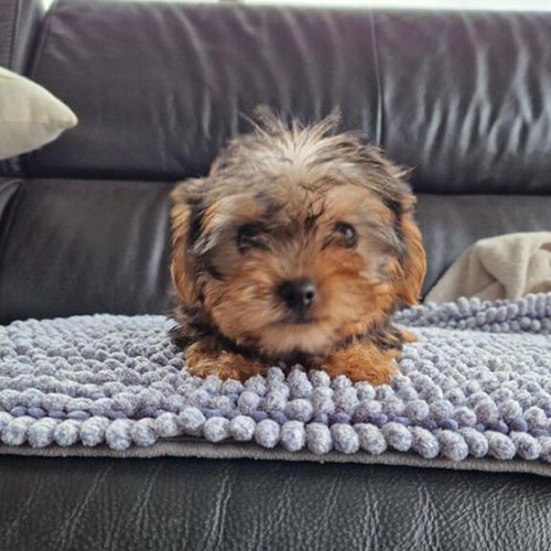 Chiot Yorkshire terrier