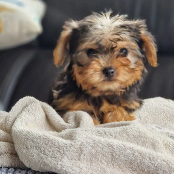 Chiot Yorkshire terrier