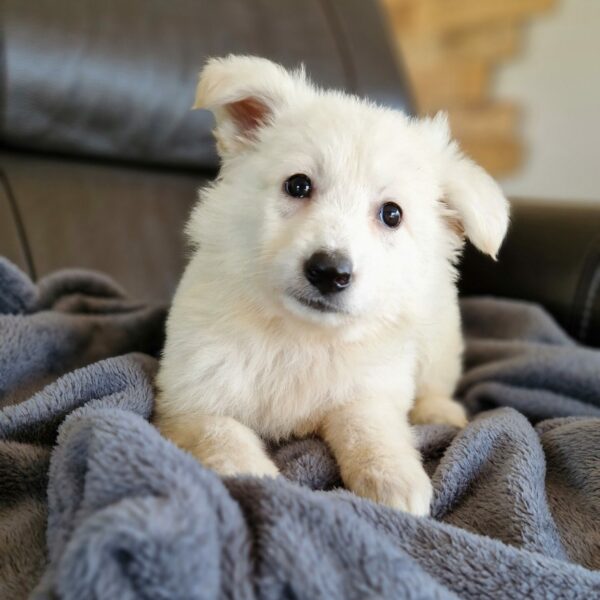 Chiot berger blanc suisse