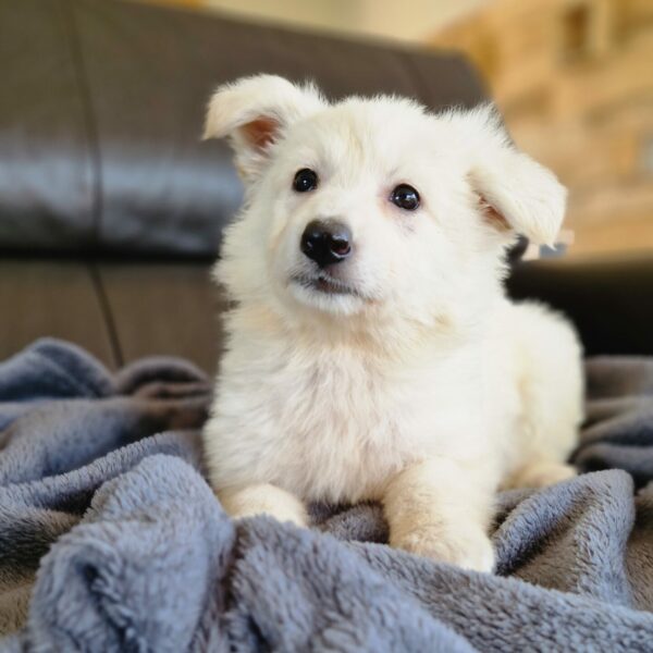 Chiot berger blanc suisse