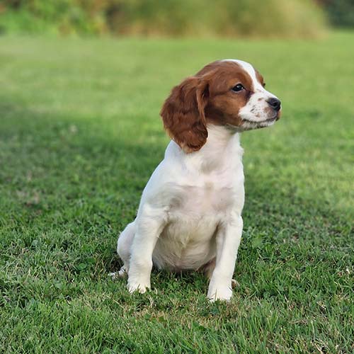 Chiot Epagneul Breton