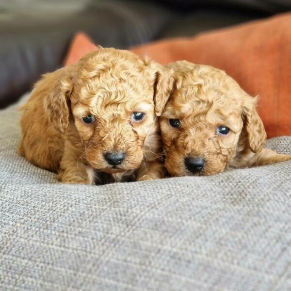 Chiots caniche nain fauve portée de Tulipe et Tintin