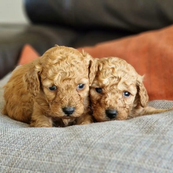 Chiots caniche nain fauve portée de Tulipe et Tintin