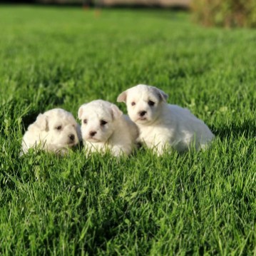 Chiots bichon frisé portée de Silvio et Sophia