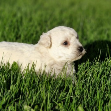 Chiots bichon frisé portée de Silvio et Sophia