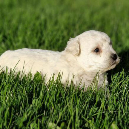 Chiots bichon frisé portée de Silvio et Sophia