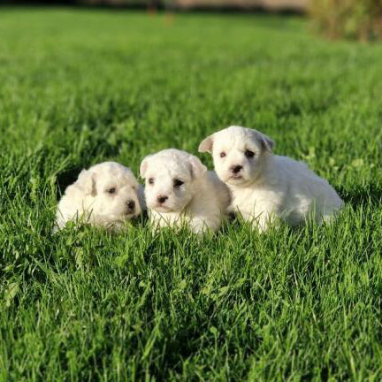 Chiots bichon frisé portée de Silvio et Sophia