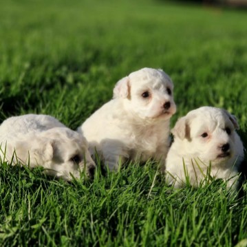 Chiots bichon frisé portée de Silvio et Sophia