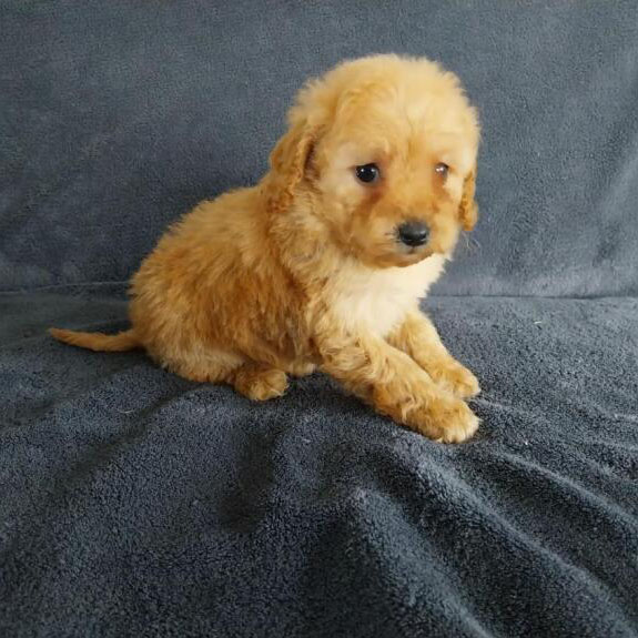 Chiots caniche toy portée de Nikita et Noé du Hameau de Crecques