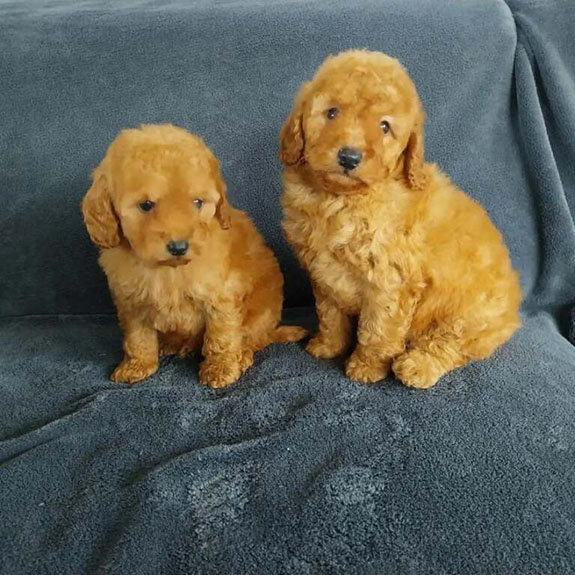 Chiots caniche toy portée de Nikita et Noé du Hameau de Crecques