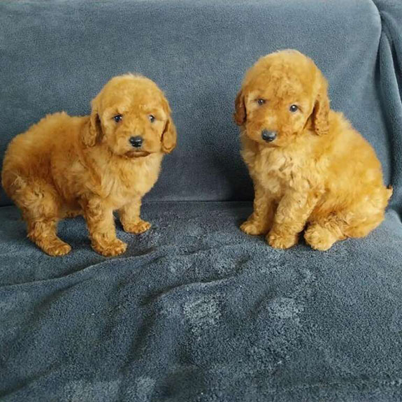 Chiots caniche toy portée de Nikita et Noé du Hameau de Crecques