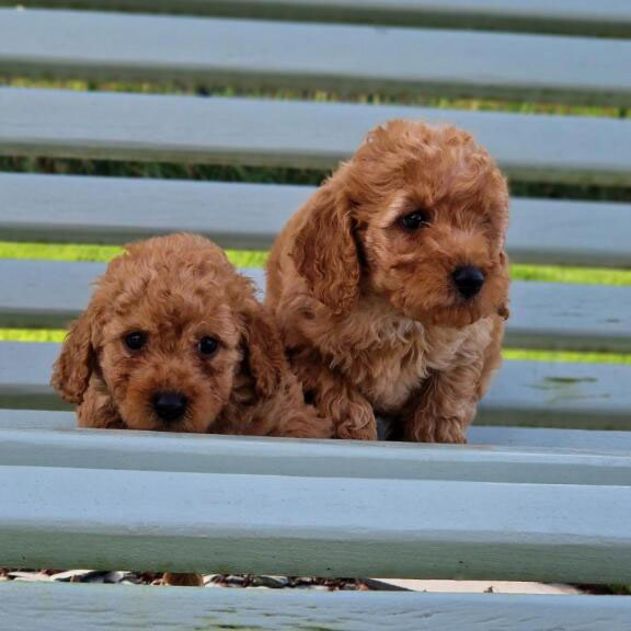 Chiots caniche toy Tulipe et Tintin