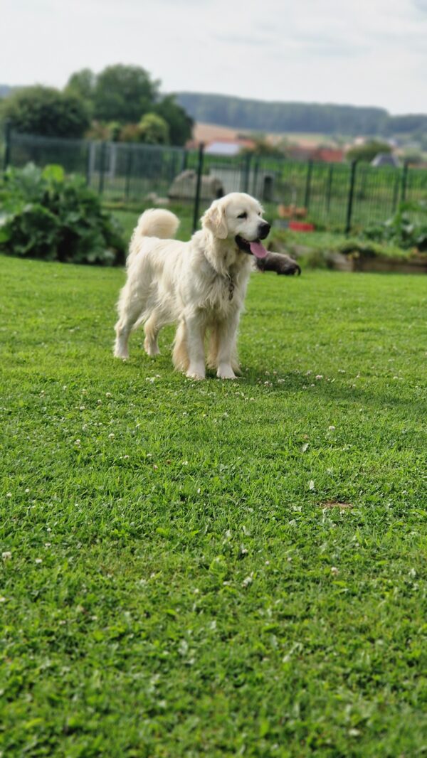 Szapiro mâle golden retriever