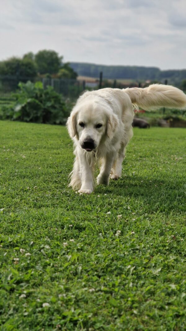 Szapiro mâle golden retriever