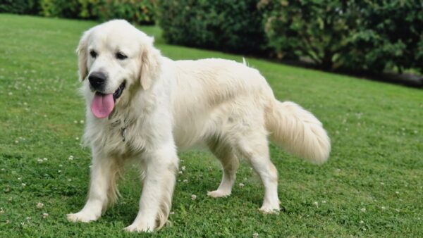 Szapiro mâle golden retriever