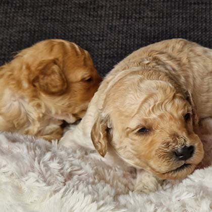 chiots-caniche-nain-shiva-renoir-2