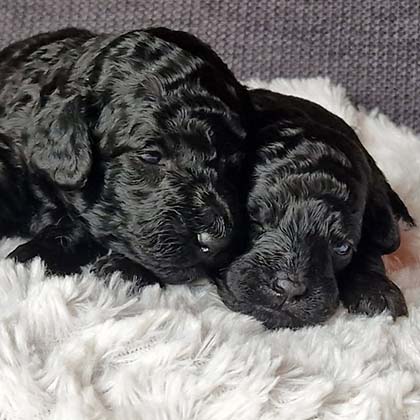 chiots-caniche-nain-shiva-renoir-3