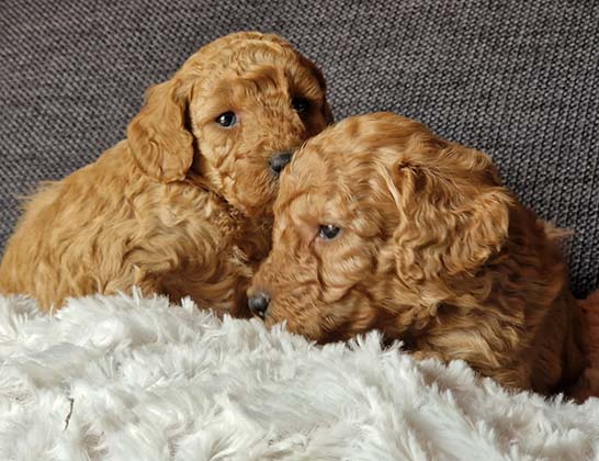 chiots-caniche-nain-tulipe-tintin-2