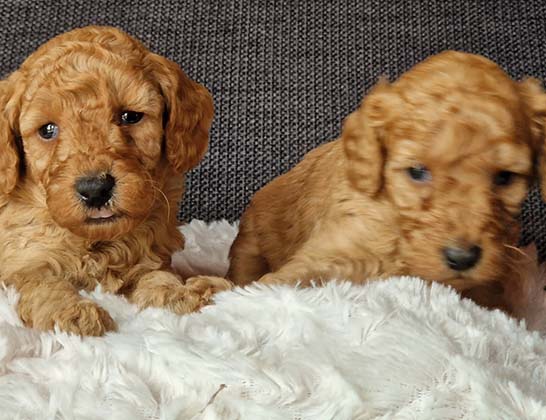 chiots-caniche-nain-tulipe-tintin-3