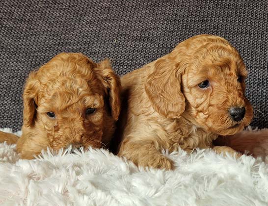 chiots-caniche-nain-tulipe-tintin-4