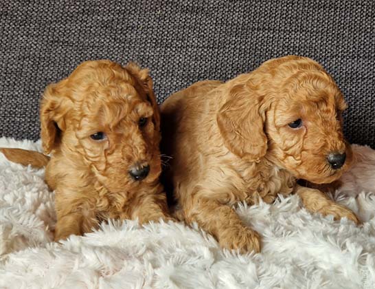 chiots-caniche-nain-tulipe-tintin-5