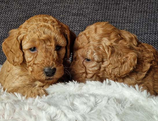 chiots-caniche-nain-tulipe-tintin