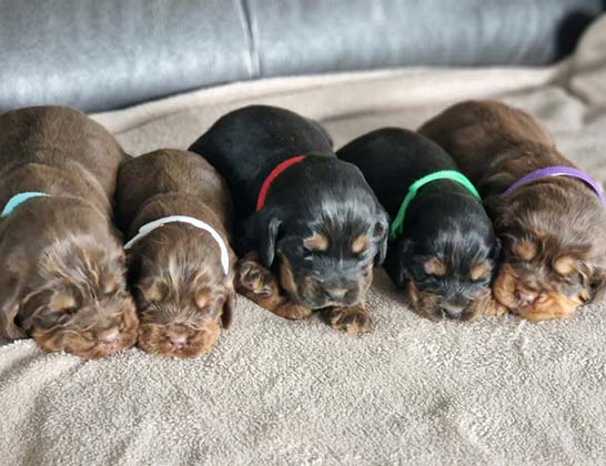 chiots-cocker-anglais-tang-2
