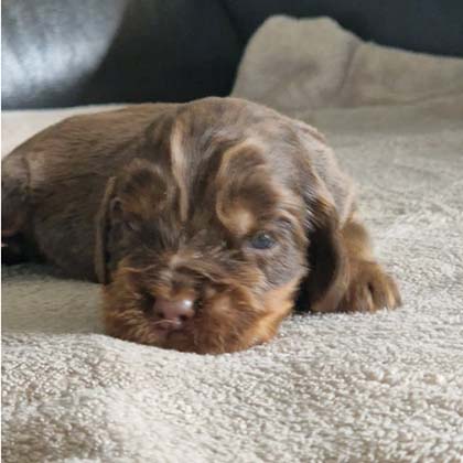 chiots-cocker-anglais-tang-4