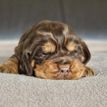 chiots-cocker-anglais-tang-5