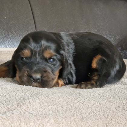 chiots-cocker-anglais-tang-6