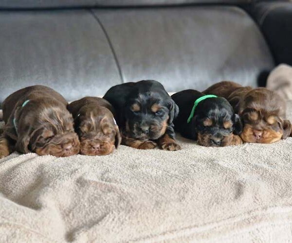 chiots-cocker-anglais-tang