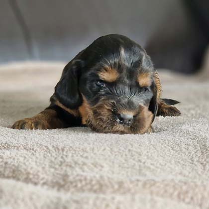 chiots-cocker-anglais-tang-7