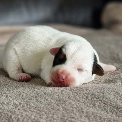 chiots-jack-russel-terrier-romance-vip-3
