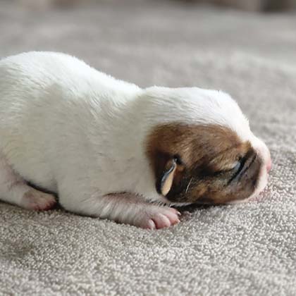 chiots-jack-russel-terrier-romance-vip-5