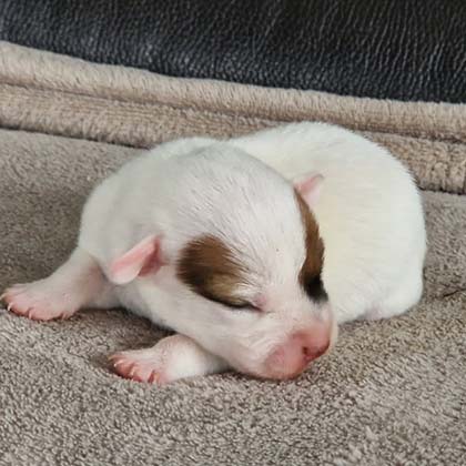 chiots-jack-russel-terrier-romance-vip-6