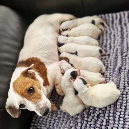 chiots-jack-russel-terrier-romance-vip