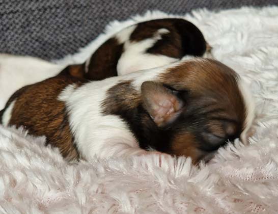 chiots-shih-tzu-uriana-romeo-2