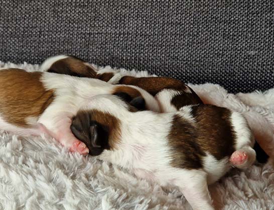 chiots-shih-tzu-uriana-romeo-3