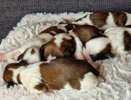 chiots-shih-tzu-uriana-romeo-4