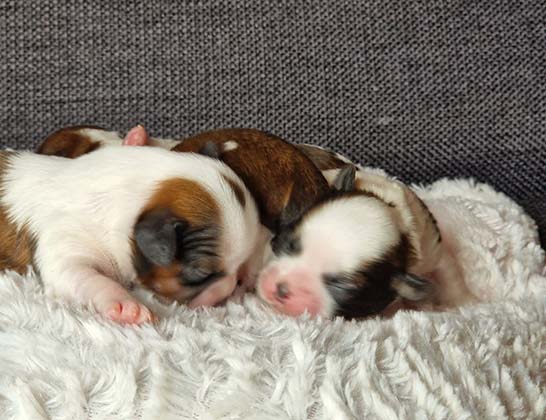chiots-shih-tzu-uriana-romeo-6