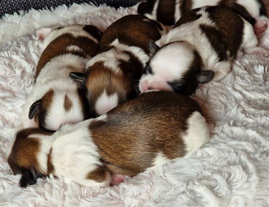 chiots-shih-tzu-uriana-romeo