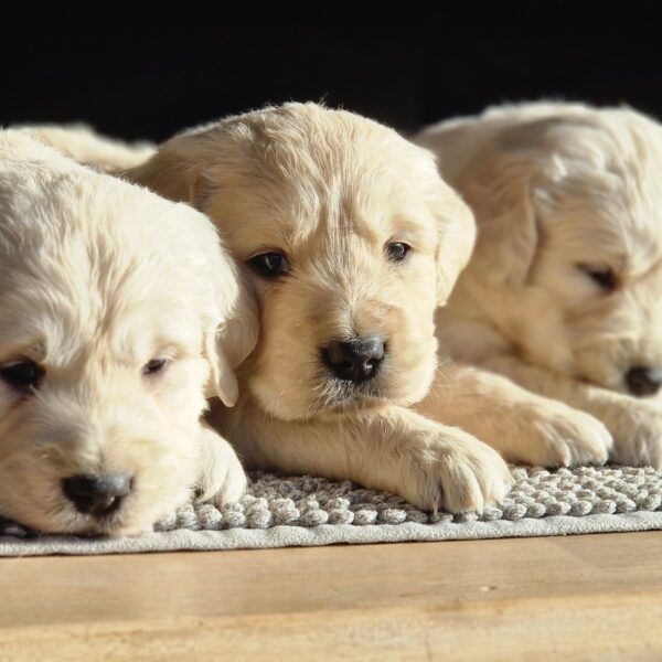 559560171_122156859560758554_5301147700764023495_n