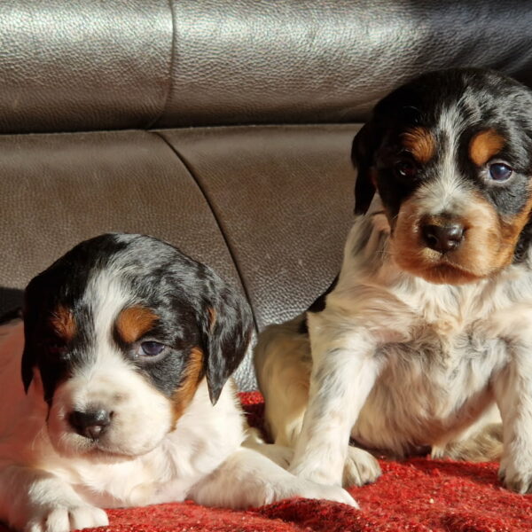 1981437609266904462(1)