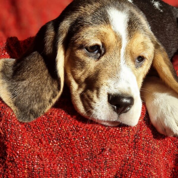 586290033_122161266098758554_762757809719901291_n (1)