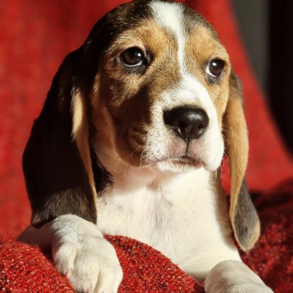 588041415_122161266116758554_474657505161933981_n (1)