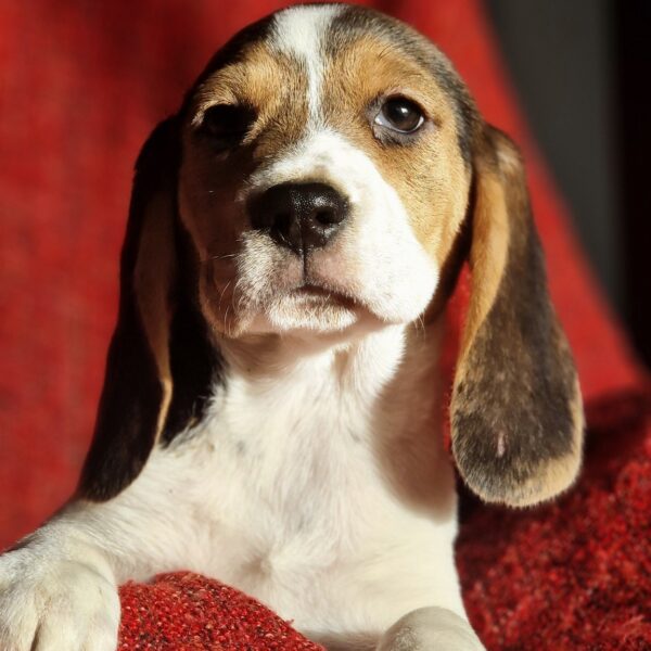 589604706_122161266218758554_6867558191464243947_n