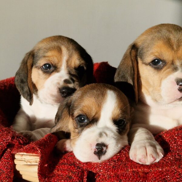 592966817_122162626586758554_2465074224826136159_n