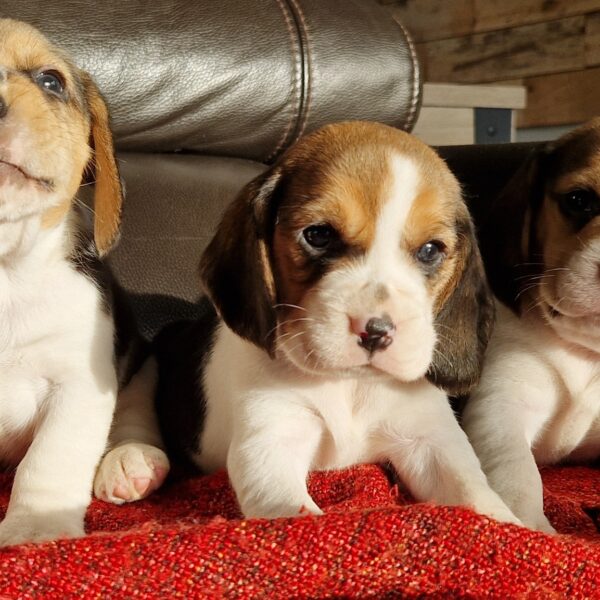 593265913_122162626532758554_5805772832073425595_n