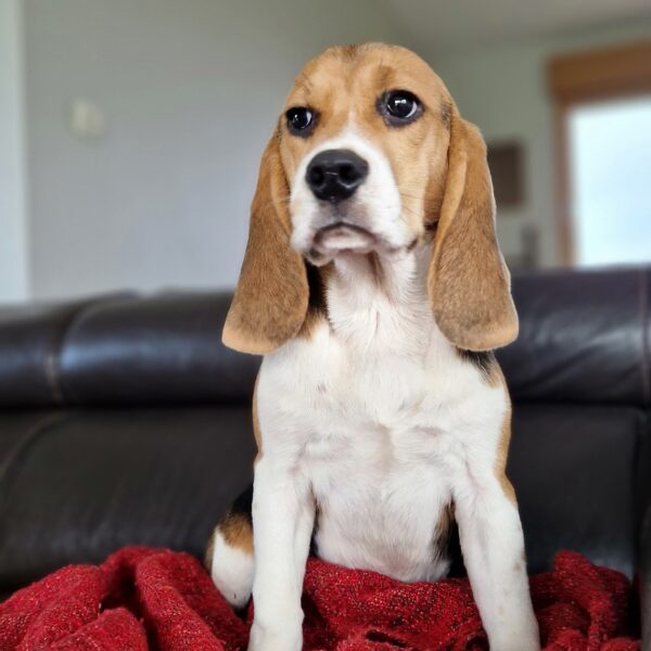 595294295_122162619662758554_2882024703865578000_n