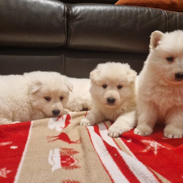 596625211_122162879030758554_6956905144822698000_n